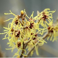 HAMAMELIS mollis pallida HAMAMELIS mollis pallida