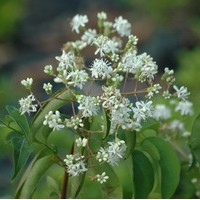 HEPTACODIUM miconioides HEPTACODIUM miconioides