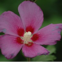 HIBISCUS syriacus ruissan violet HIBISCUS syriacus ruissan violet
