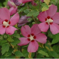 HIBISCUS syriacus Woodbridge HIBISCUS syriacus Woodbridge