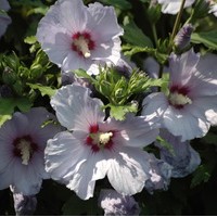 HIBISCUS syriacus Oiseau bleu HIBISCUS syriacus Oiseau bleu