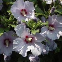 HIBISCUS syriacus Oiseau bleu