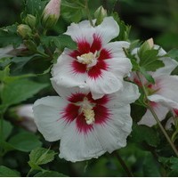 HIBISCUS Syriacus Hélène HIBISCUS Syriacus Hélène
