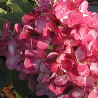 HYDRANGEA paniculata Vanille fraise HYDRANGEA paniculata Vanille fraise