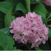 HYDRANGEA Nigra HYDRANGEA Nigra