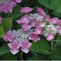 HYDRANGEA macrophylla Bleaumeise HYDRANGEA macrophylla Bleaumeise