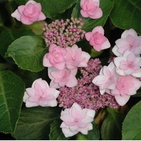 HYDRANGEA macrophylla Etoile cassiope HYDRANGEA macrophylla Etoile cassiope