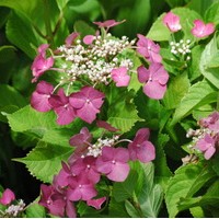 HYDRANGEA macrophylla Geoffrey chadbund HYDRANGEA macrophylla Geoffrey chadbund