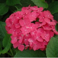 HYDRANGEA macrophylla Leuchtfeuer HYDRANGEA macrophylla Leuchtfeuer