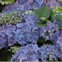 HYDRANGEA macrophylla Mathilde Gutges HYDRANGEA macrophylla Mathilde Gutges