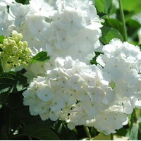 HYDRANGEA macrophylla Mme Mouillère HYDRANGEA macrophylla Mme Mouillère