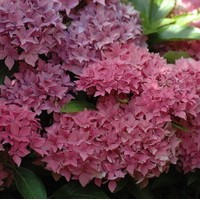 HYDRANGEA macrophylla Tovelit HYDRANGEA macrophylla Tovelit