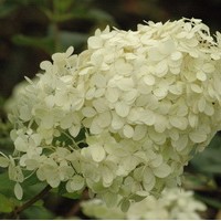 HYDRANGEA paniculata Phantom HYDRANGEA paniculata Phantom