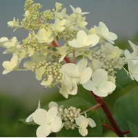 HYDRANGEA paniculata Sélection HYDRANGEA paniculata Sélection