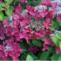 HYDRANGEA Rotschamz HYDRANGEA Rotschamz
