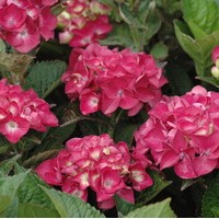HYDRANGEA sanguinea HYDRANGEA sanguinea