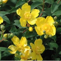 HYPERICUM Hidcote HYPERICUM Hidcote