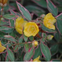 HYPERICUM moseranum Tricolor HYPERICUM moseranum Tricolor