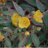 HYPERICUM moseranum Tricolor