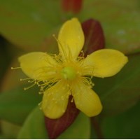 HYPERICUM calycinum