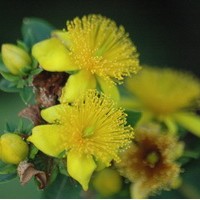 HYPERICUM Prolificum HYPERICUM Prolificum