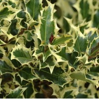 ILEX aquifolium Mme Briot ILEX aquifolium Mme Briot
