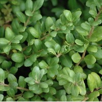 ILEX crenat convexa ILEX crenat convexa