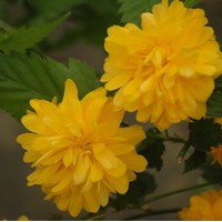 KERRIA japonica pleniflora