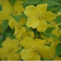 KERRIA japonica Golden Guinea KERRIA japonica Golden Guinea