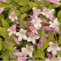 KOLWITZIA amabilis Maraddco KOLWITZIA amabilis Maraddco