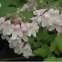 KOLWITZIA amabilis Pink Cloud KOLWITZIA amabilis Pink Cloud