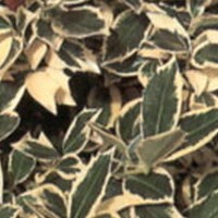 ILEX altaclerensis Belgica Aurea ILEX altaclerensis Belgica Aurea