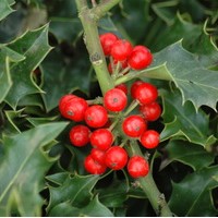 ILEX aquifolium Alaska ILEX aquifolium Alaska
