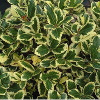 ILEX aquifolium Golden King ILEX aquifolium Golden King