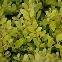 ILEX crenata golden gem ILEX crenata golden gem