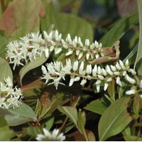 ITEA virginica Henry ITEA virginica Henry