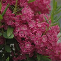 KALMIA angustifolia Rubra KALMIA angustifolia Rubra