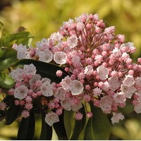 KALMIA latifolia KALMIA latifolia