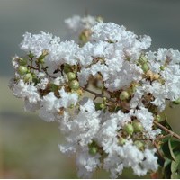 LAGERSTROEMIA indica alba nivea