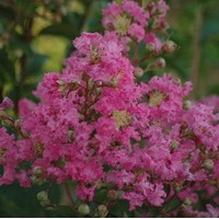 LAGERSTROEMIA indica Roséa LAGERSTROEMIA indica Roséa