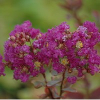 LAGERSTROEMIA Violacea LAGERSTROEMIA Violacea