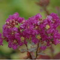 LAGERSTROEMIA Violacea