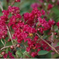 LAGERSTROEMIA Red Imperator LAGERSTROEMIA Red Imperator