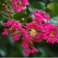 LAGERSTROEMIA magnifica Rubra