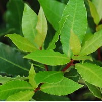 LAURUS Nobilis LAURUS Nobilis