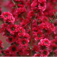 LEPTOSPERNUM scoparium Red Damask LEPTOSPERNUM scoparium Red Damask