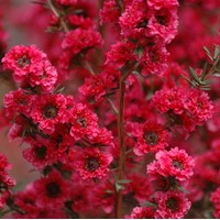 LEPTOSPERNUM scoparium Red Damask