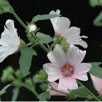 LAVATERA olbia Barnsley LAVATERA olbia Barnsley