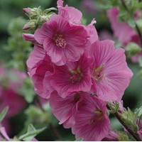 LAVATERA Bredons Spring LAVATERA Bredons Spring