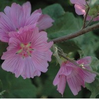 LAVATERA olbia Rosea LAVATERA olbia Rosea